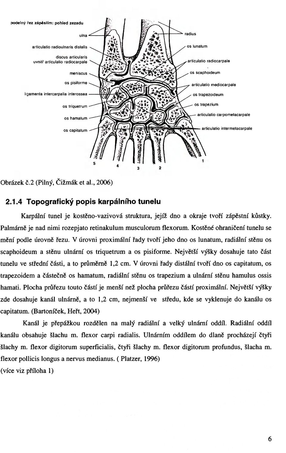 č.2 (Pilný, Čižmák et al., 2006) 2.1.4 Topografický popis karpálního tunelu Karpální tunel je kostěno-vazivová struktura, jejíž dno a okraje tvoří zápěstní kůstky.