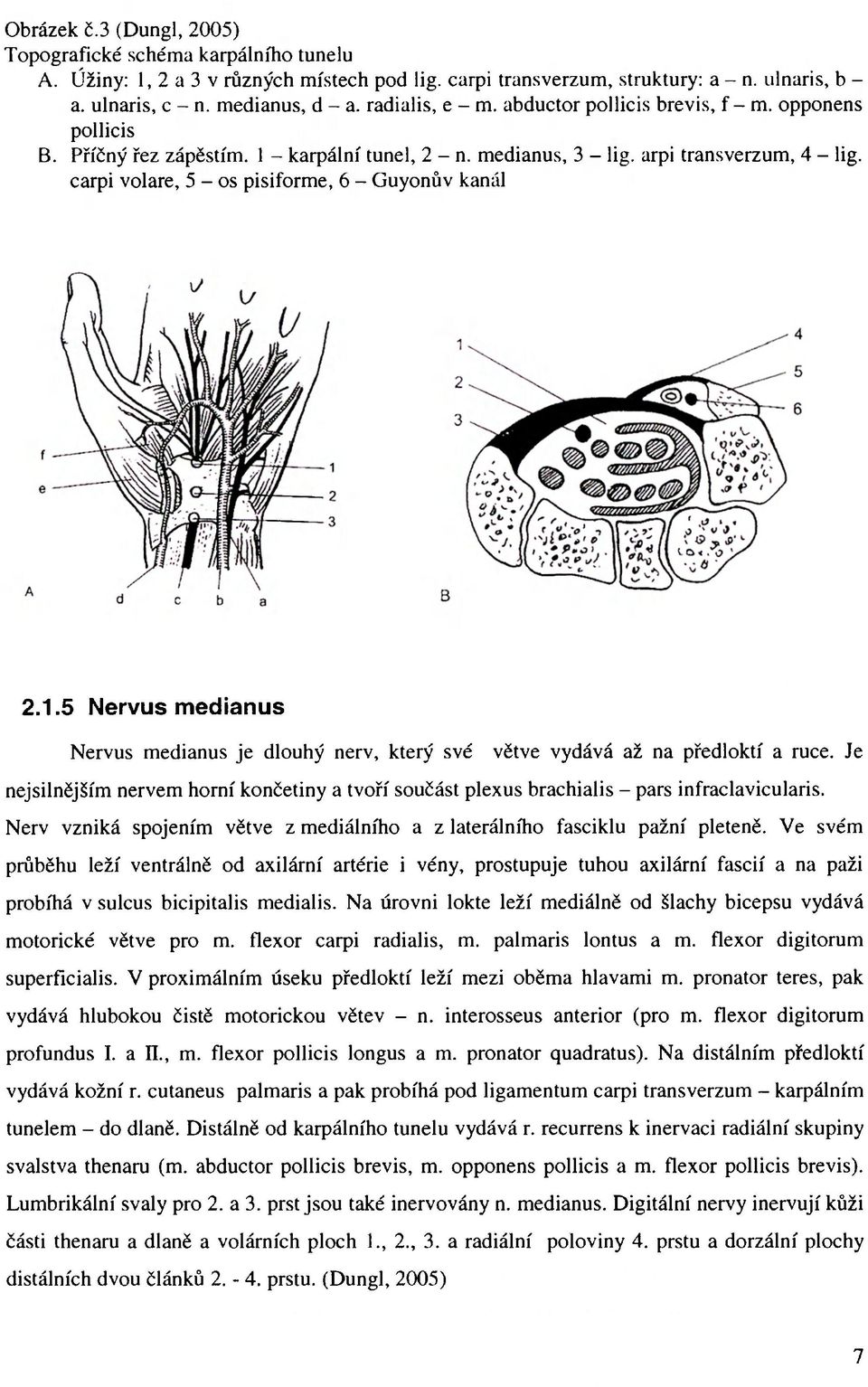 carpi volare, 5 - os pisiforme, 6 - Guyonův kanál 2.1.5 Nervus medianus Nervus medianus je dlouhý nerv, který své větve vydává až na předloktí a ruce.
