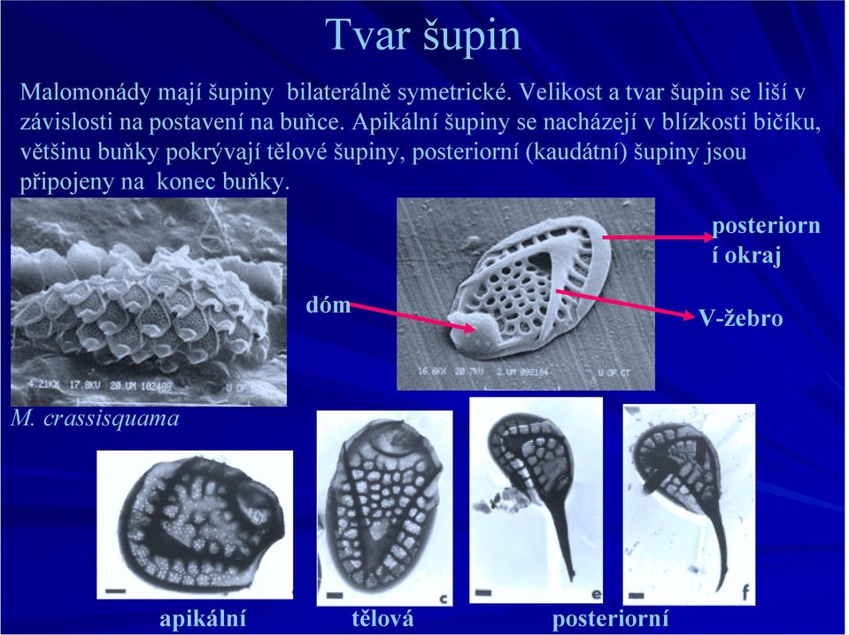 Apikální šupiny se nacházejí v blízkosti bičíku, většinu buňky pokrývají tělové