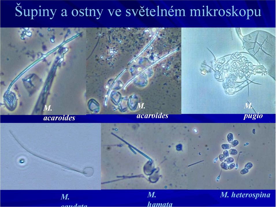 M. heterospina acaroides M.