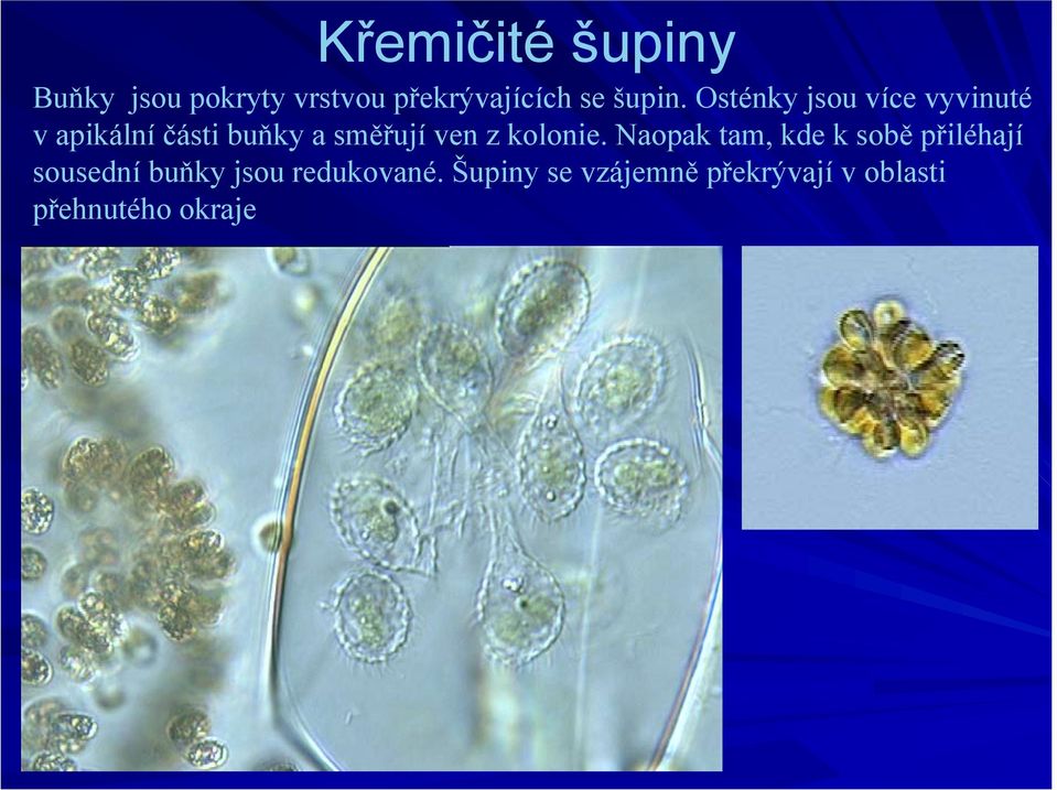 Osténky jsou více vyvinuté v apikální části buňky a směřují ven z