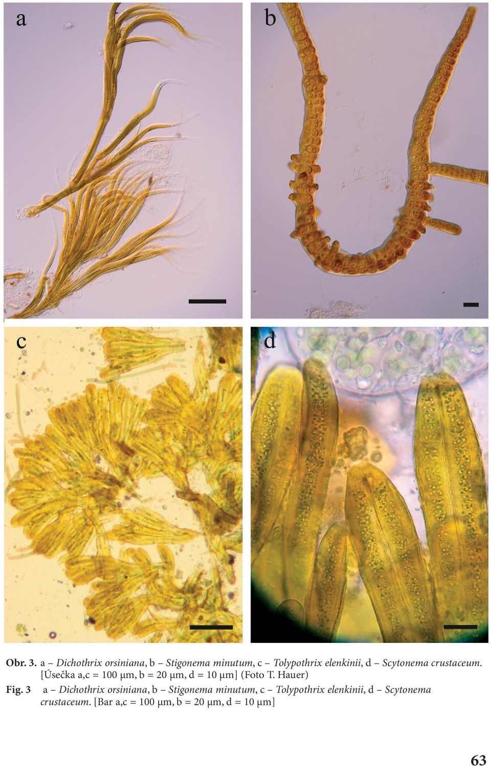 Scytonema crustaceum. [Úsečka a,c = 100 µm, b = 20 µm, d = 10 µm] (Foto T.