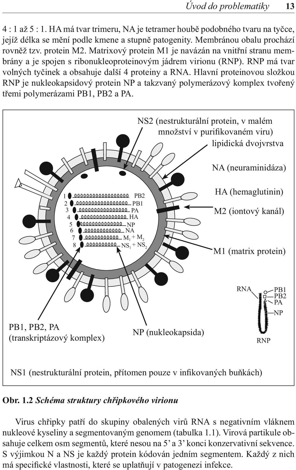 Hlavní proteinovou složkou RNP je nukleokapsidový protein NP a takzvaný polymerázový komplex tvořený třemi polymerázami PB1, PB2 a PA.