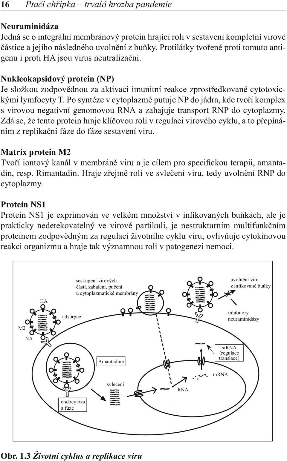 Po syntéze v cytoplazmě putuje NP do jádra, kde tvoří komplex s virovou negativní genomovou RNA a zahajuje transport RNP do cytoplazmy.