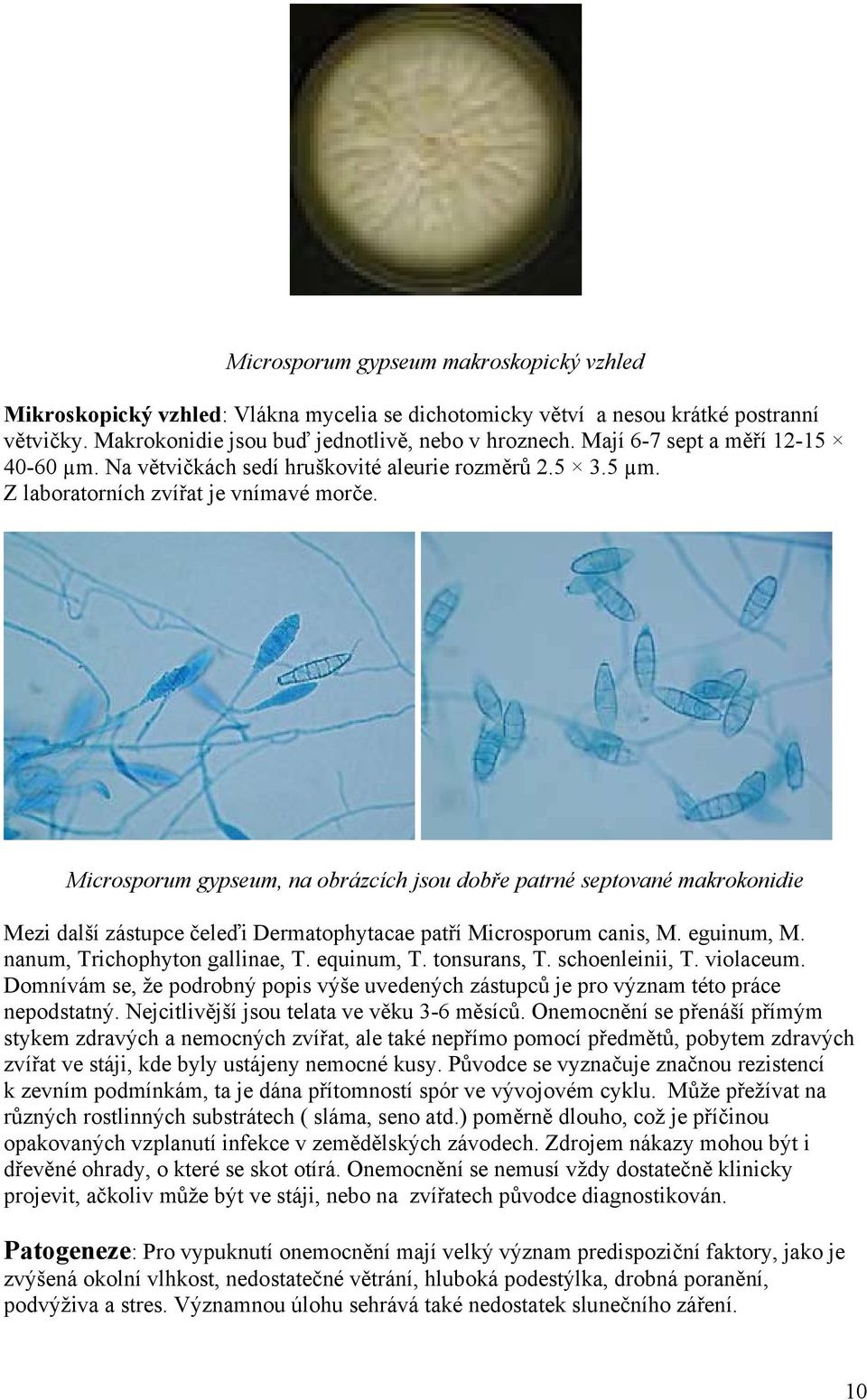 Microsporum gypseum, na obrázcích jsou dobře patrné septované makrokonidie Mezi další zástupce čeleďi Dermatophytacae patří Microsporum canis, M. eguinum, M. nanum, Trichophyton gallinae, T.