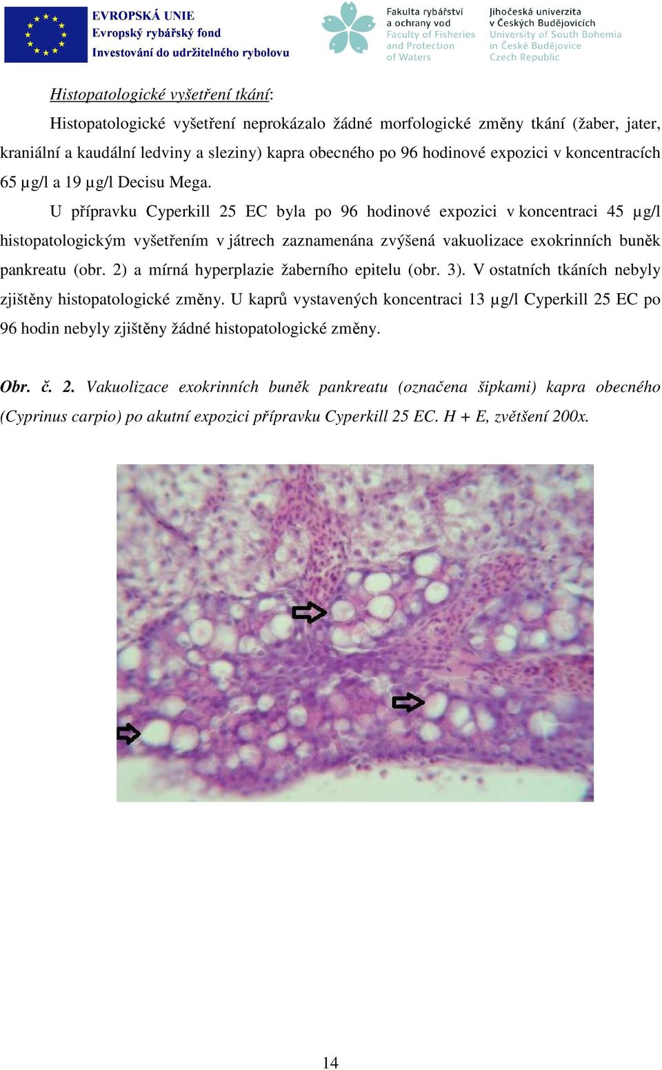 U přípravku Cyperkill 25 EC byla po 96 hodinové expozici v koncentraci 45 µg/l histopatologickým vyšetřením v játrech zaznamenána zvýšená vakuolizace exokrinních buněk pankreatu (obr.