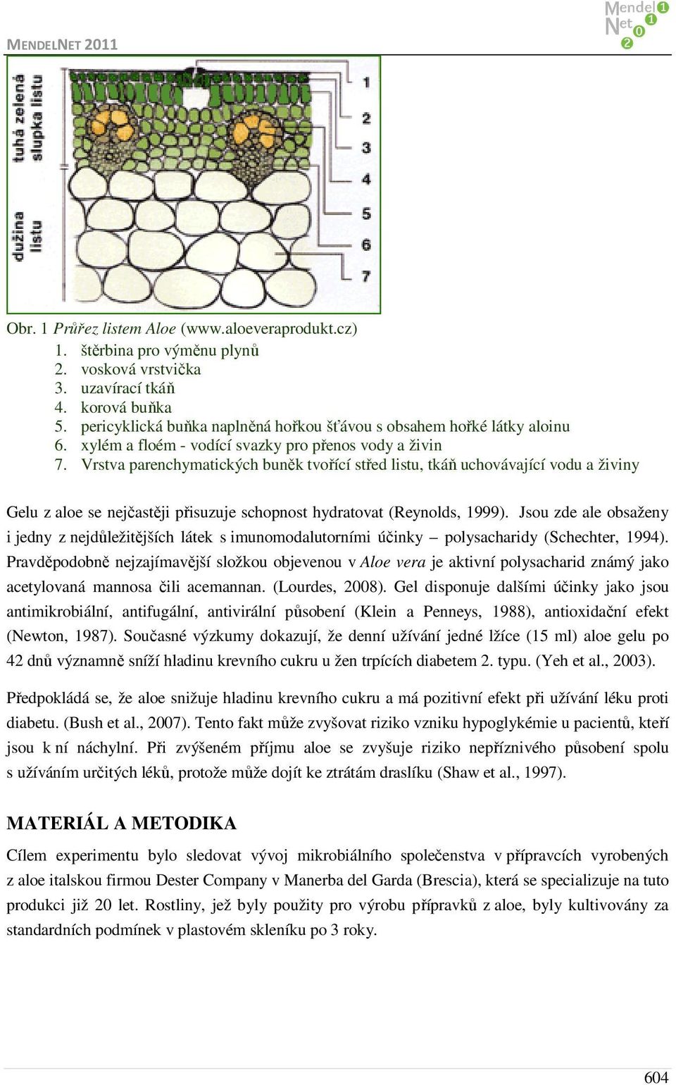 Vrstva parenchymatických buněk tvořící střed listu, tkáň uchovávající vodu a živiny Gelu z aloe se nejčastěji přisuzuje schopnost hydratovat (Reynolds, 1999).