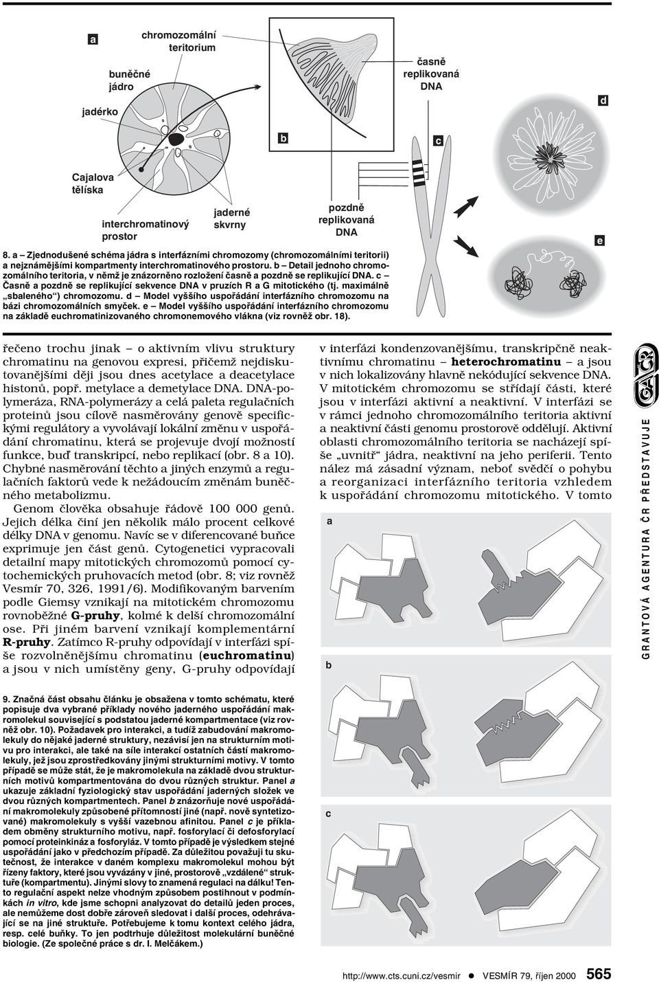 b Detail jednoho chromozomálního teritoria, v němž je znázorněno rozložení časně a pozdně se replikující DNA. c Časně a pozdně se replikující sekvence DNA v pruzích R a G mitotického (tj.