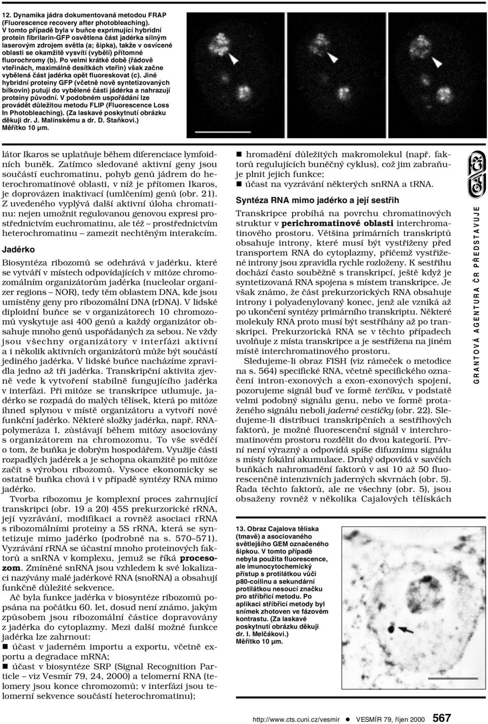 přítomné fluorochromy (b). Po velmi krátké době (řádově vteřinách, maximálně desítkách vteřin) však začne vybělená část jadérka opět fluoreskovat (c).