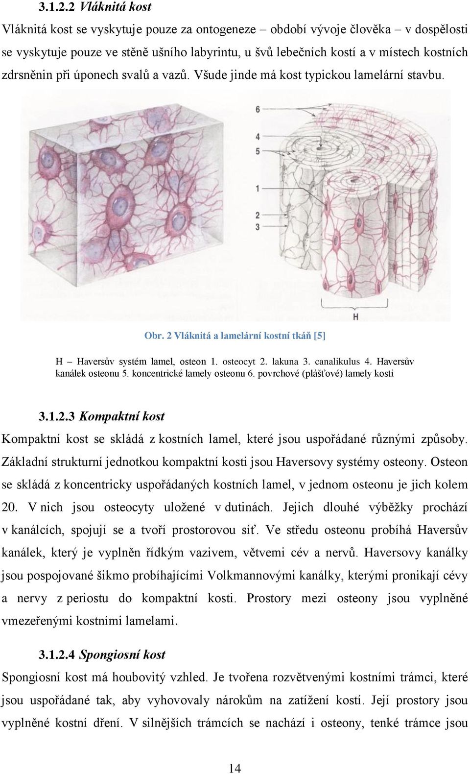 při úponech svalů a vazů. Všude jinde má kost typickou lamelární stavbu. Obr. 2 Vláknitá a lamelární kostní tkáň [5] H Haversův systém lamel, osteon 1. osteocyt 2. lakuna 3. canalikulus 4.