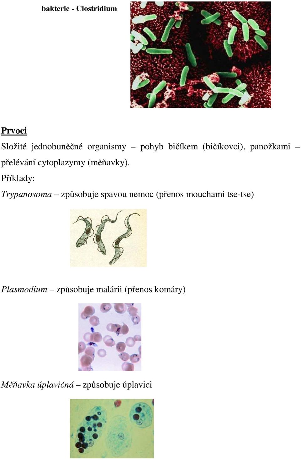 Příklady: Trypanosoma způsobuje spavou nemoc (přenos mouchami tse-tse)