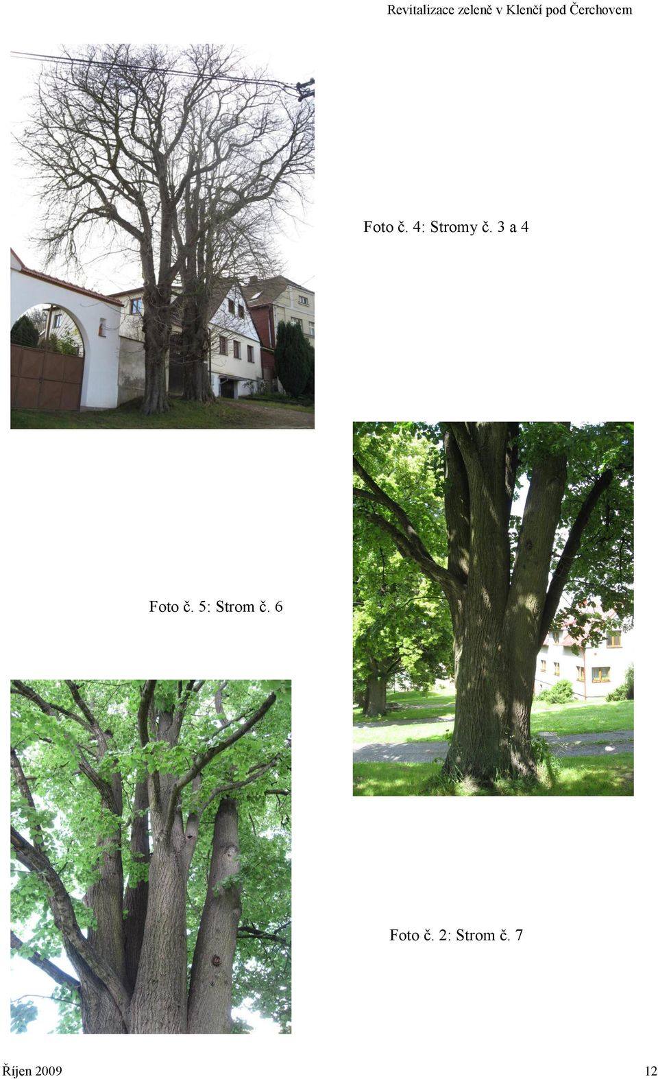 5: Strom č. 6 Foto č.