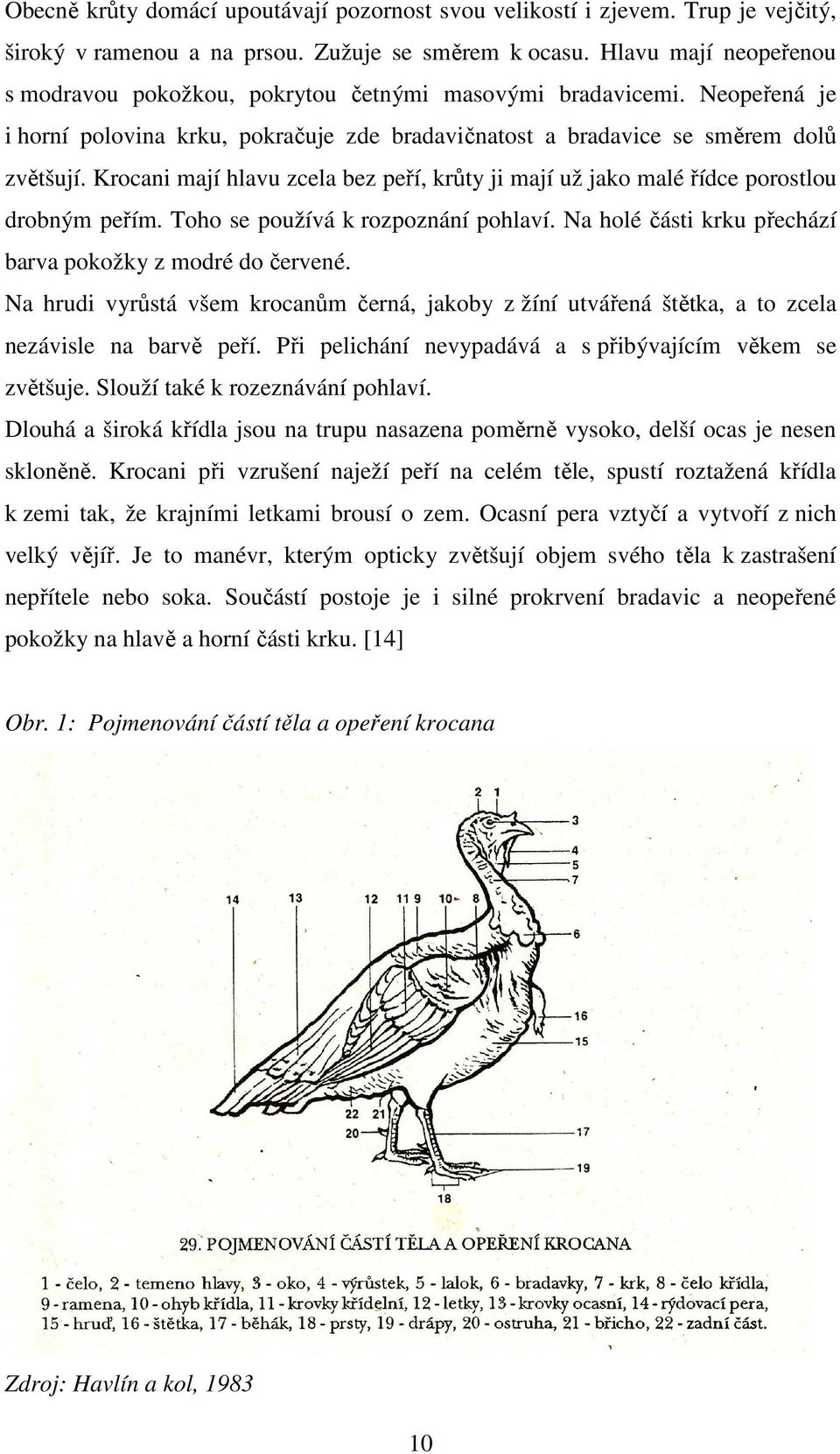 Krocani mají hlavu zcela bez peří, krůty ji mají už jako malé řídce porostlou drobným peřím. Toho se používá k rozpoznání pohlaví. Na holé části krku přechází barva pokožky z modré do červené.