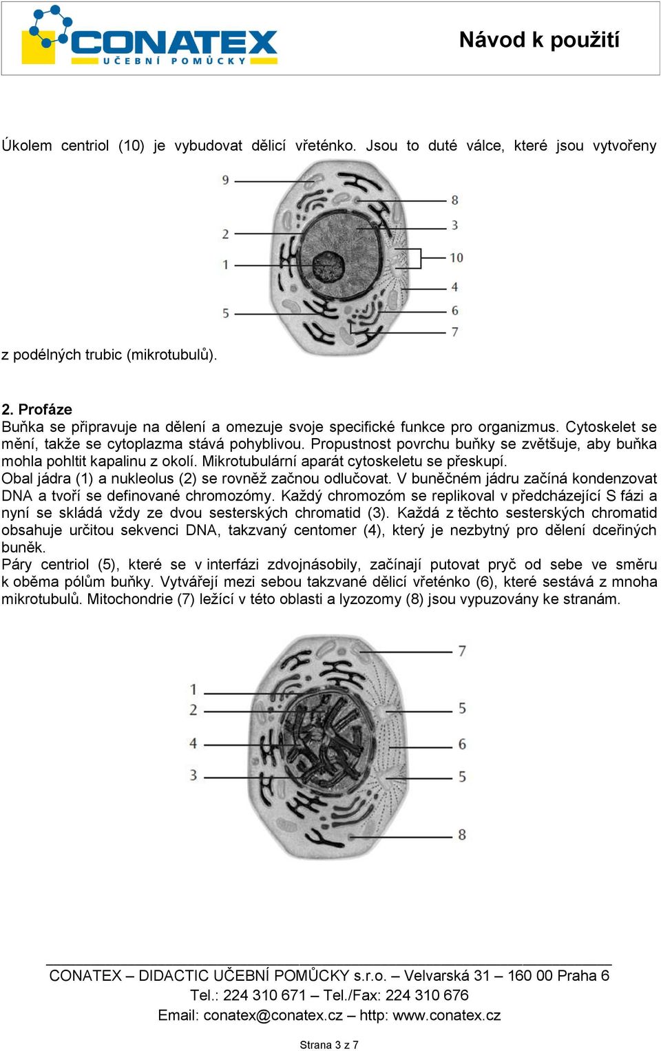 Propustnost povrchu buňky se zvětšuje, aby buňka mohla pohltit kapalinu z okolí. Mikrotubulární aparát cytoskeletu se přeskupí. Obal jádra (1) a nukleolus (2) se rovněž začnou odlučovat.