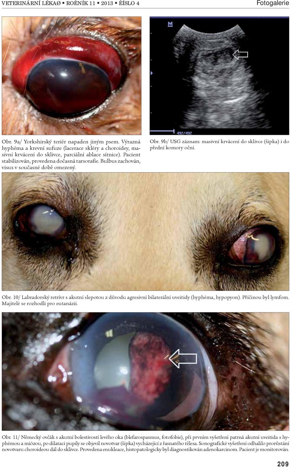 Bulbus zachován, visus v souèasné dobì omezený. Obr. 9b/ USG záznam: masivní krvácení do sklivce (šipka) i do pøední komory oèní. Obr. 10/ Labradorský retrívr s akutní slepotou z dùvodu agresivní bilaterální uveitidy (hyphéma, hypopyon).