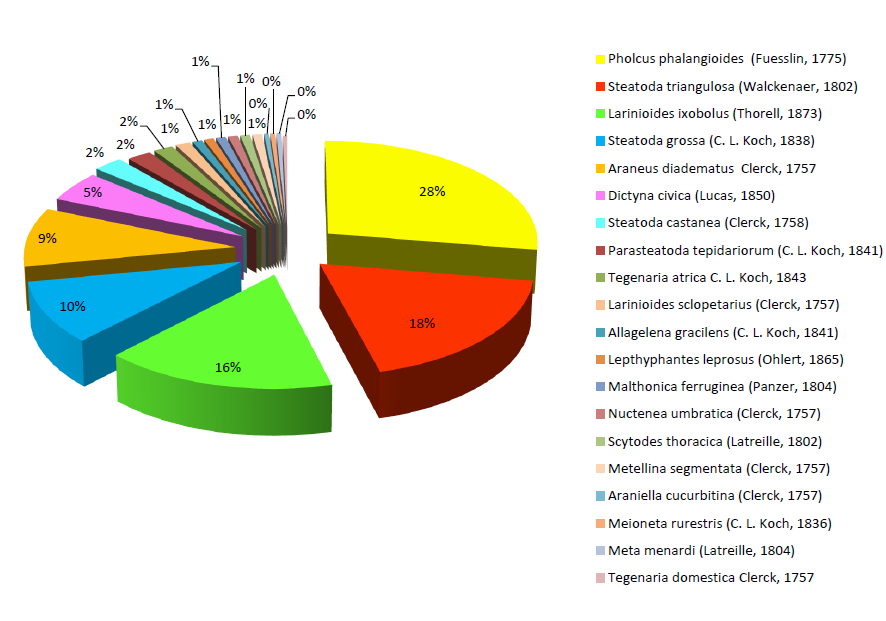 4.3 Výsledky Celkem bylo v rámci sběru nalezeno 599 pavouků, ale jen 246 adultních jedinců. Zbylých 353 byly juvenilové. Odchycení adultní jedinci náleží pouze do 20 druhů a patří do 8 čeledí.