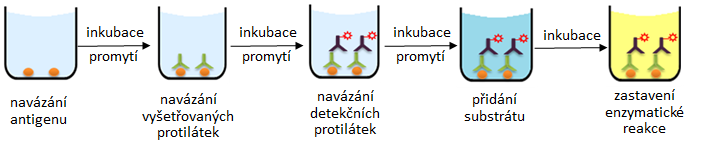 Obrázek číslo 8: Schéma ELISA. Převzato z [51]