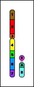 ISOCHROMOSOM INVERZE paracentrická pericentrická TRANSLOKACE RECIPROKÁ TRANSLOKACE ROBERTSONOVA Syndrom Cri du Chat ( kočičího křiku ) mikrocefalie, těžká