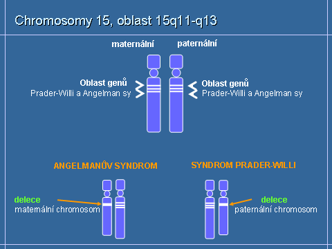 Angelmanův syndrom - imprinting Angelman / Prader-Willy syndrom - imprinting těžká mentální retardace, chybějící vývoj řeči, nemotivované záchvaty smíchu, škubavé pohyby končetin, toporná chůze,