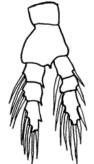 1000 m 30 korýši (Crustacea): Maxillipoda kapřivci (Branchiura): kapřivec plochý (Argulus foliaceus) (1); klanonožci (Copepoda): buchanka (Cyclops sp.) (2) 1. 2.