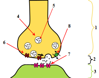 Elektrické synapse Elektrické synapse jsou mechanická elektricky vodivá synaptická spojení mezi presynaptickým a postsynaptickým neuronem.