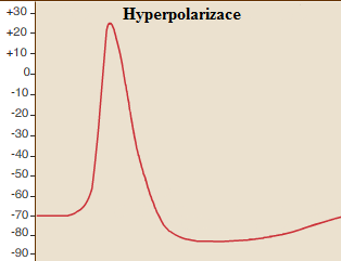 2) Depolarizace Stimulací neuronu postsynaptickým potenciálem následkem neurotransmise (viz. Neurotransmise) dojde k zvýšení propustnosti iontů skrz membránu.