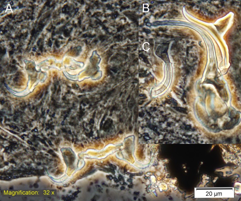 Obr. 15: Perokresba C.