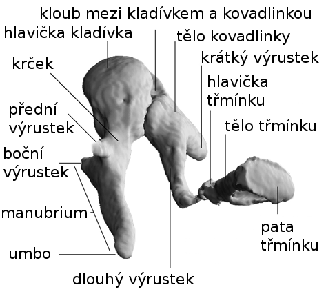 zvukovod od středoušního prostoru. Většina plochy bubínku je napjatá a nálevkovitě vtažena mediálním směrem, horní část bubínku je více povolena.