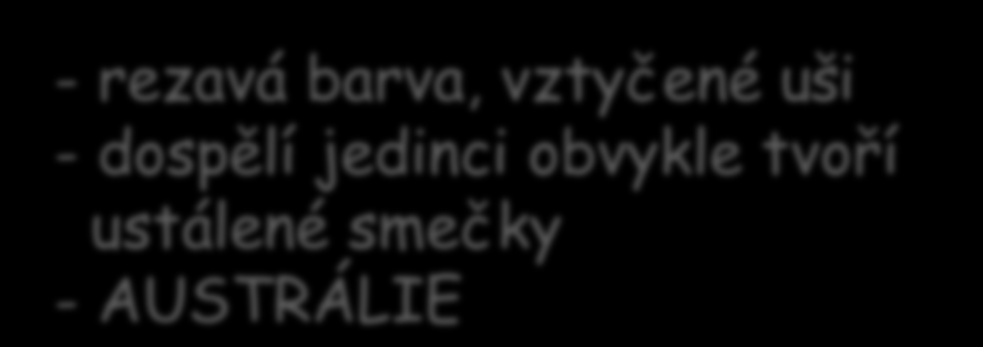 Fenek berberský Pes hřivnatý Pes dingo - velké ušní boltce (délka až 15 - cm) připomíná lišku s dlouhýma - nohama velmi rezavá jemný barva, a hřívou sluch vztyčené přes ramena uši - ušní křovinaté