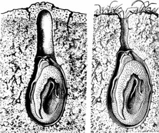 Kolik současně žijících druhů je zařazeno do podtřídy lalokoploutví (Coelacanthimorpha) Latimiérie podivná (Latimeria chalumnae) byla objevena těsně před vánoci roku 1938 Co jsou zač bahníci?