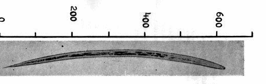 Studentský klíč k určování infekčních larev gastrointestinálních hlístic malých přežvýkavců obr. 6: infekční larva parazitické hlístice.