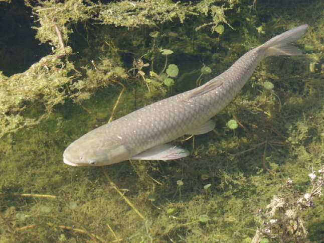 Štika obecná (Esox Lucius) Štika obecná je dravá ryba z čeledi Štikovití (Esocidae). Má zelenohnědé protáhlé válcovité tělo a širokou bohatě ozubenou tlamu.