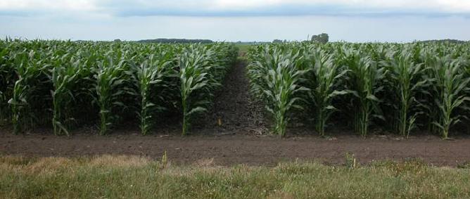 RŮST KOŘENŮ KUKUŘICE Růst kořenů u kukuřice může dosáhnout celkem 75 až 175
