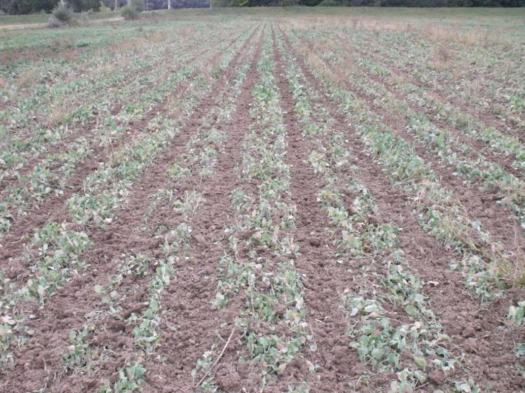 ŘEPKA se Strip-Till v jedné pracovní operaci do strniště.