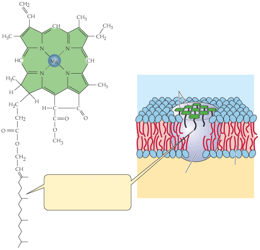 (CHO u chlorofylu b) molekuly chlorofylu stroma CHLOROFYL a Fytol -ukotvuje chlorofyl v