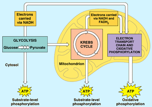 Elektrony přenášené NADH CO 2 Elektrony přenášené NADH a FADH 2 GLYKOLÝZA Glukóza Pyruvát Krebsův cyklus Dýchací řetězec a