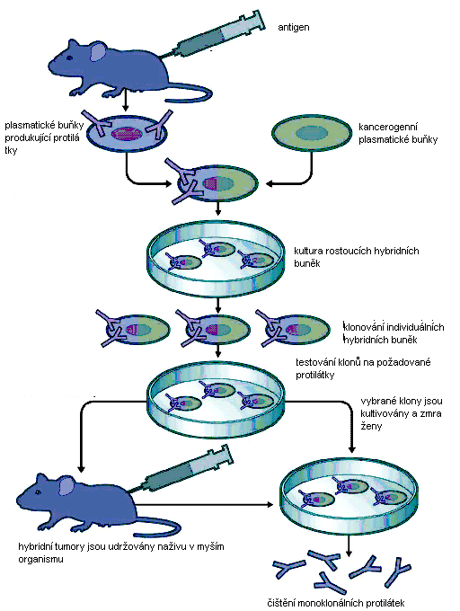 Postup přípravy monoklonálních protilátek Celý postup sestává z několika kroků: Vpravení specifického antigenu do hostitelského organismu (myš); B-buňky začnou (omezenou dobu) produkovat příslušnou