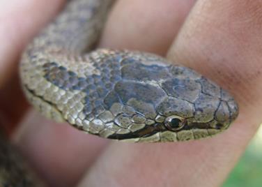 61 strunatci Chordata: obratlovci Vertebrata plazi Reptilia šupinatí (Squamata) hadi (Serpentes) Poznáš korálovec kobra chřestýš užovka tenkoocasá chřestýš užovka obojková korálovka užovka červená