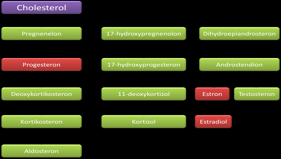 Teoretická část 2.5.5 Estriol (E3) Obr. 4: Průběh steroidogeneze upraveno[18] Estriol je hormon (obr. 5), který je tvořen plodem a placentou.