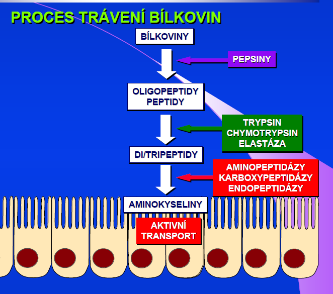 Normální trávení bílkovin Rozštěpení na aminokyseliny, a di a tripeptidy Enterocyty střevní buňky přenos přes membránu a další digesce Slizniční bariéra kartáčový lem a těsné spojení buněk