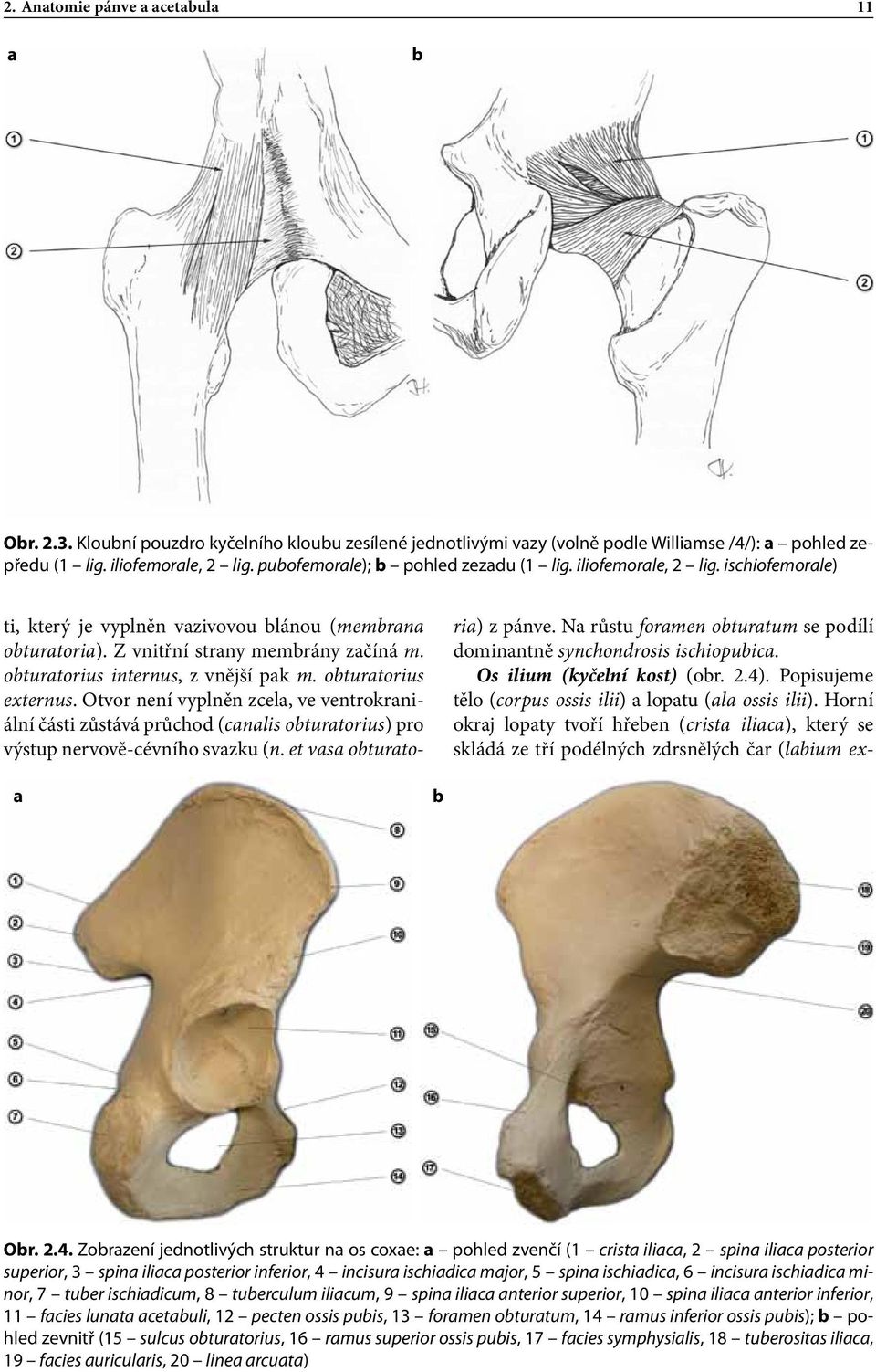 Kloubní pouzdro kyčelního kloubu zesílené jednotlivými vazy (volně podle Williamse /4/): a pohled zepředu (1 lig. iliofemorale, 2 lig.