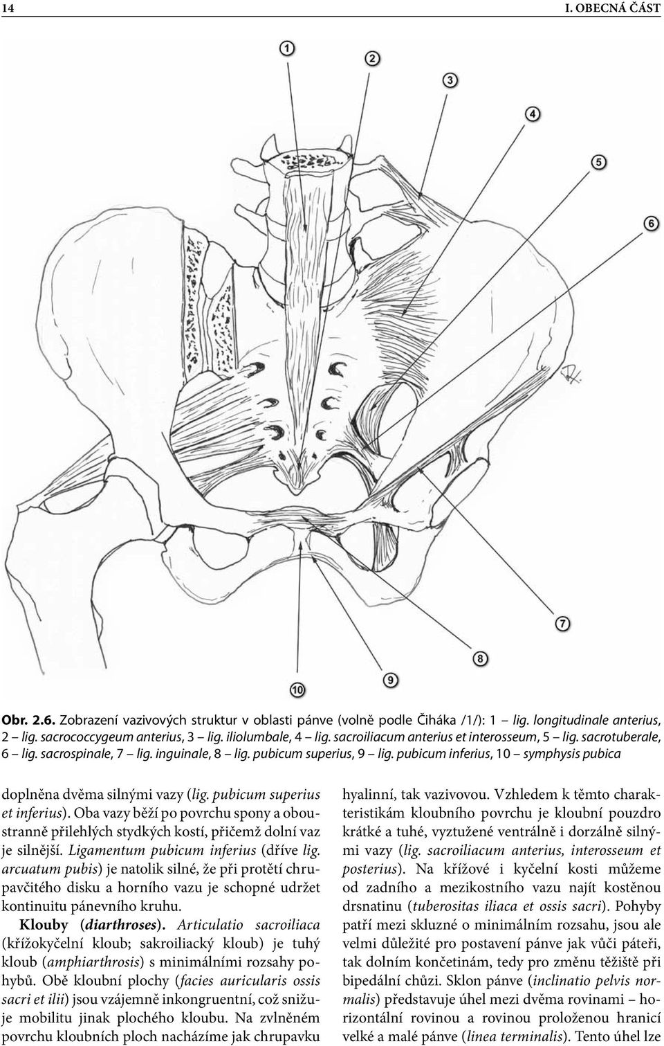 pubicum inferius, 10 symphysis pubica doplněna dvěma silnými vazy (lig. pubicum superius et inferius).