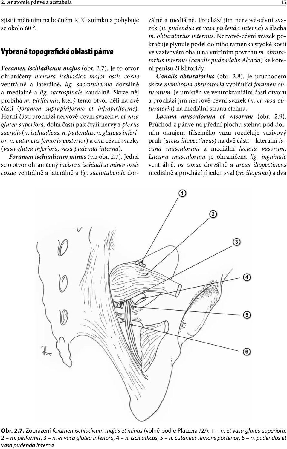 piriformis, který tento otvor dělí na dvě části (foramen suprapiriforme et infrapiriforme). Horní částí prochází nervově-cévní svazek n.