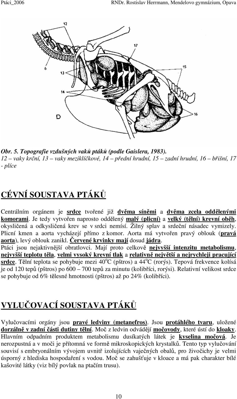 komorami. Je tedy vytvořen naprosto oddělený malý (plicní) a velký (tělní) krevní oběh, okysličená a odkysličená krev se v srdci nemísí. Žilný splav a srdeční násadec vymizely.