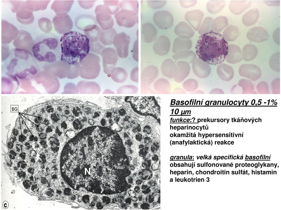 (anafylaktická) reakce N granula: velká specifická basofilní