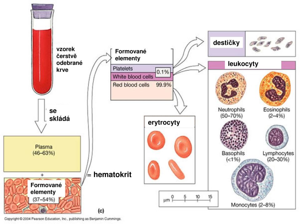 leukocyty se skládá