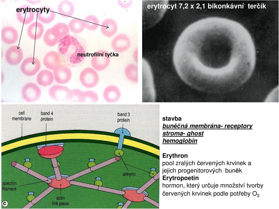 pool zralých červených krvinek a jejich progenitorových buněk