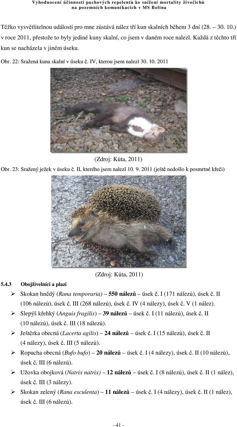 II, kterého jsem nalezl 10. 9. 2011 (ještě nedošlo k posmrtné křeči) (Zdroj: Kůta, 2011) 5.4.3 Obojživelníci a plazi Skokan hnědý (Rana temporaria) 550 nálezů úsek č. I (171 nálezů), úsek č.