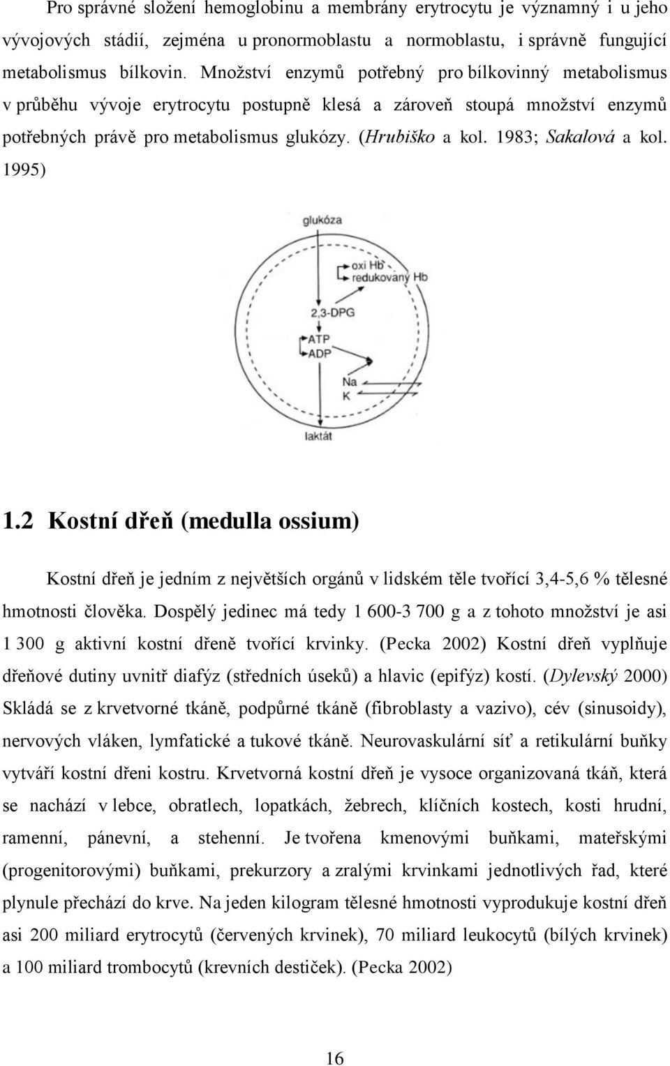 1983; Sakalová a kol. 1995) 1.2 Kostní dřeň (medulla ossium) Kostní dřeň je jedním z největších orgánů v lidském těle tvořící 3,4-5,6 % tělesné hmotnosti člověka.