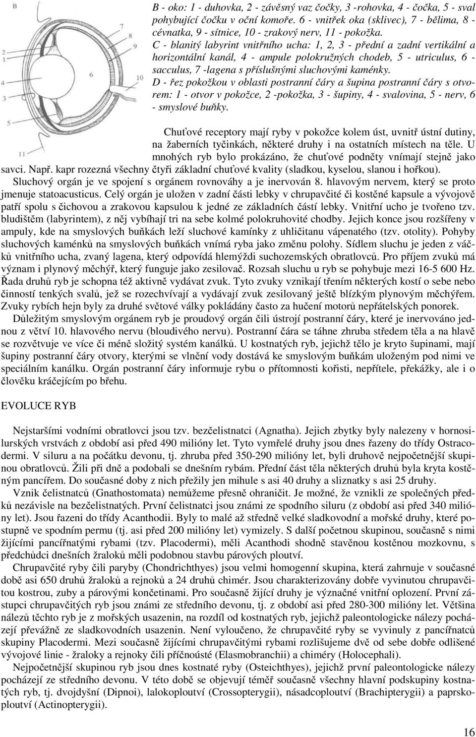 C - blanitý labyrint vnitřního ucha: 1, 2, 3 - přední a zadní vertikální a horizontální kanál, 4 - ampule polokružných chodeb, 5 - utriculus, 6 - sacculus, 7 -lagena s příslušnými sluchovými kaménky.